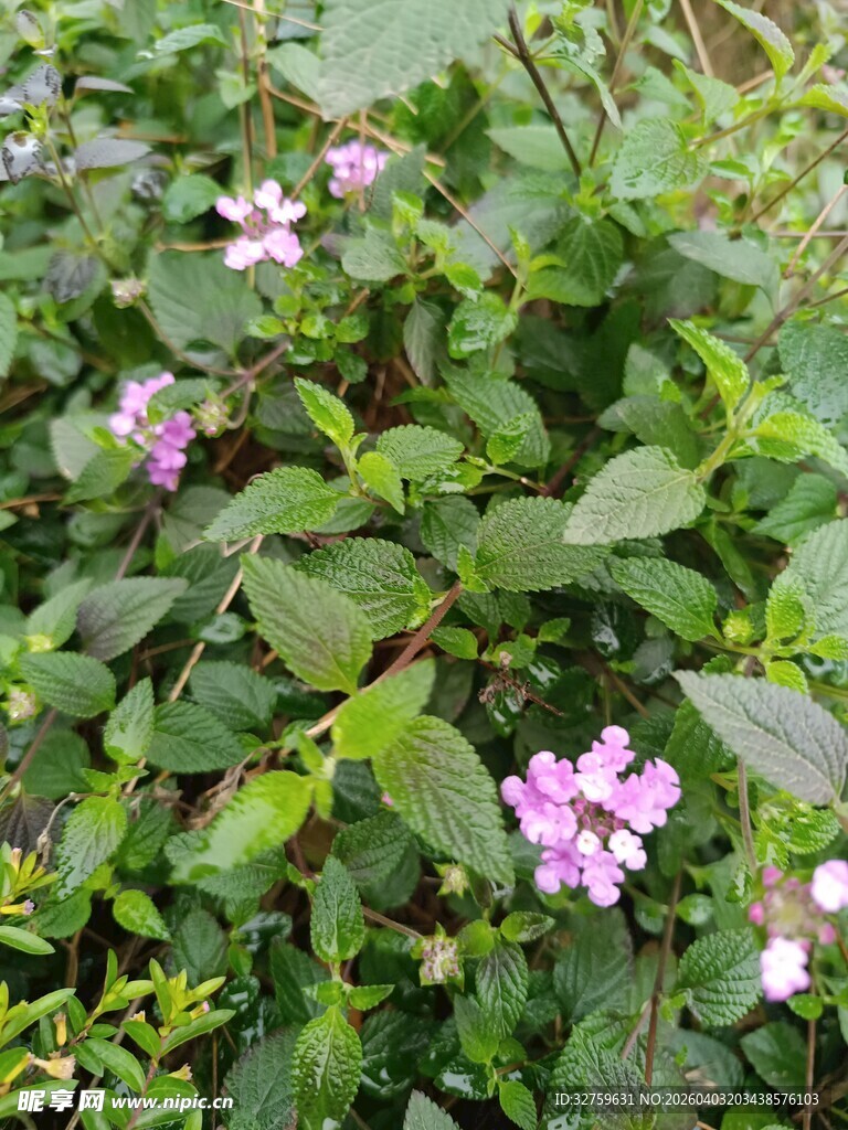 绿叶丛中的粉紫色小花