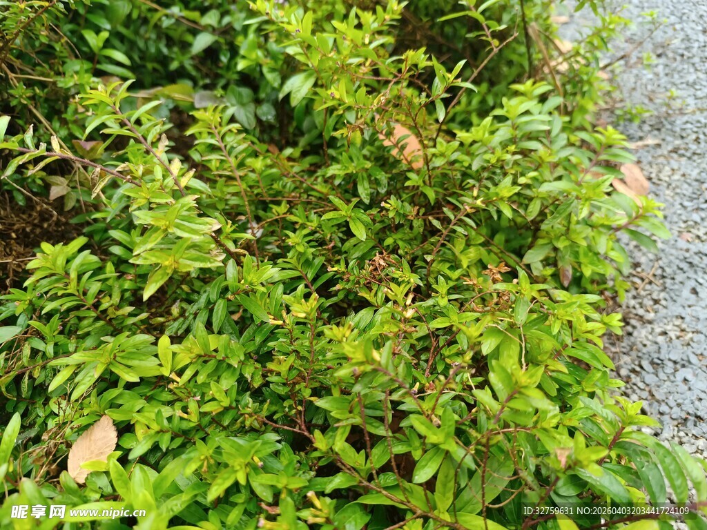 路边繁茂的绿色植物