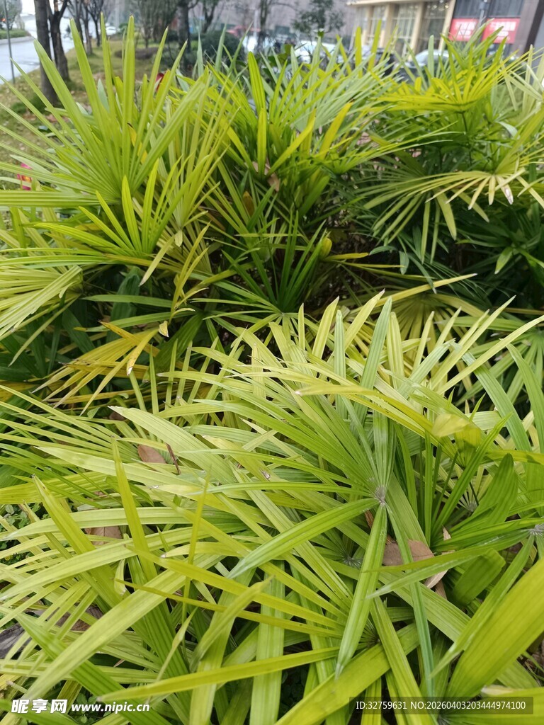 翠绿蒲葵叶 