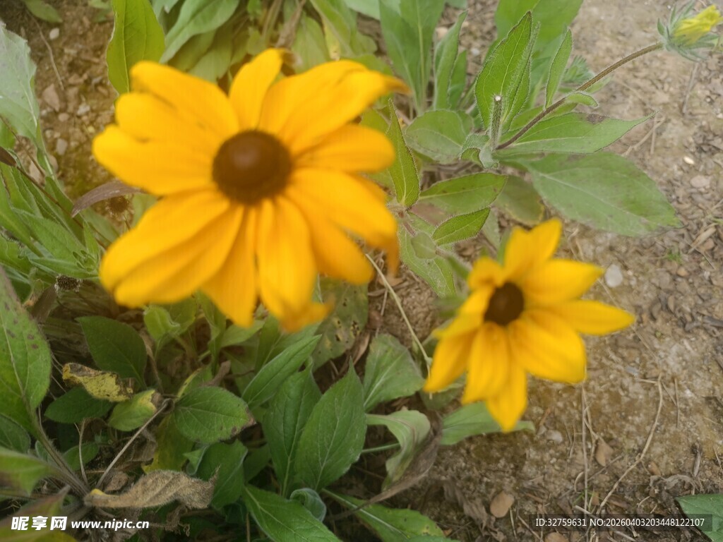 两朵绽放的黄色黑心菊