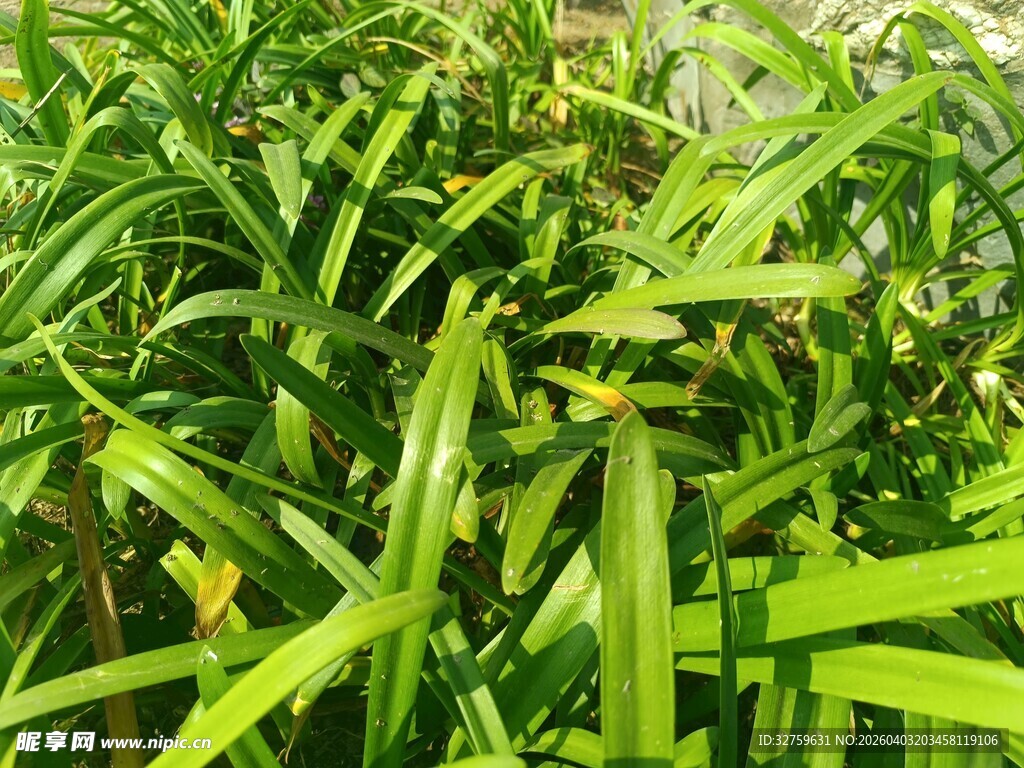 翠绿繁茂的植物叶片