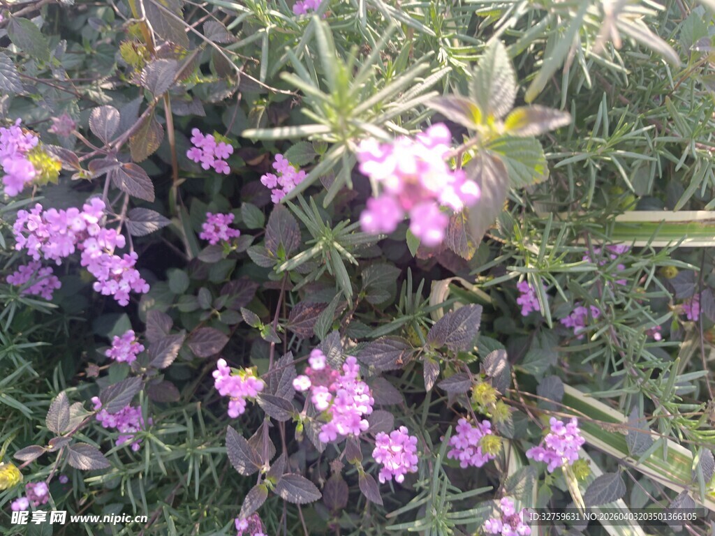 紫色小花绽放于绿叶间