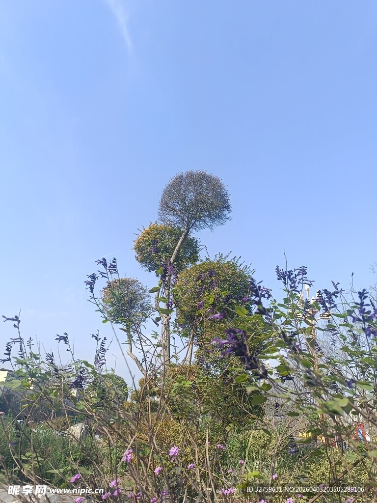 蓝天之下的繁茂植物