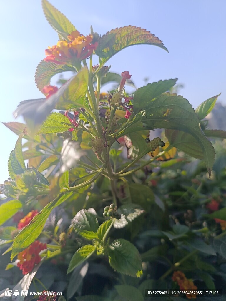 阳光下的多彩花卉植物