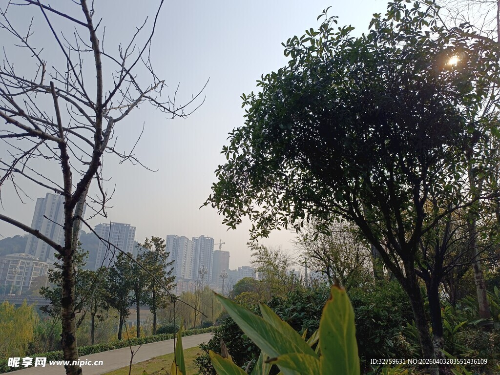 城市公园中的树木景观