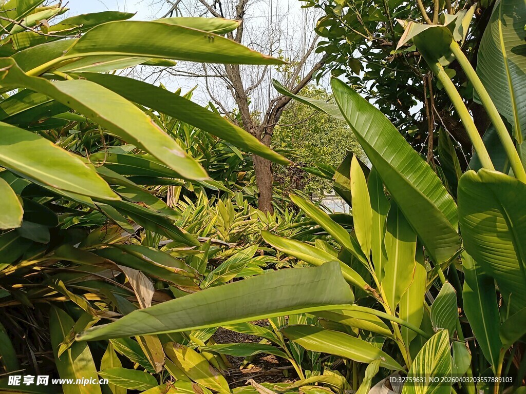 翠绿繁茂的热带植物景观