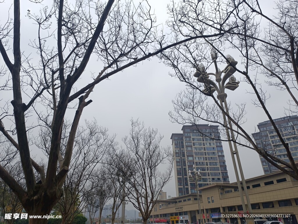 城市冬日树木与高楼景象
