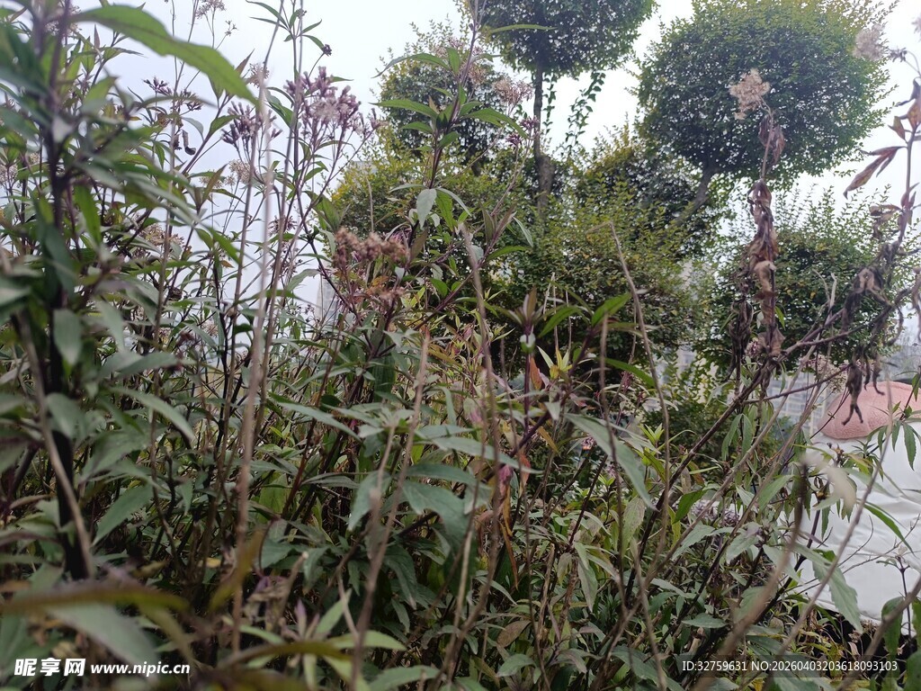 繁茂绿植景观