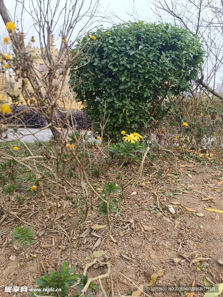 户外绿意盎然的灌木景观