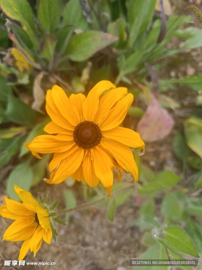 两朵绽放的黄色小雏菊
