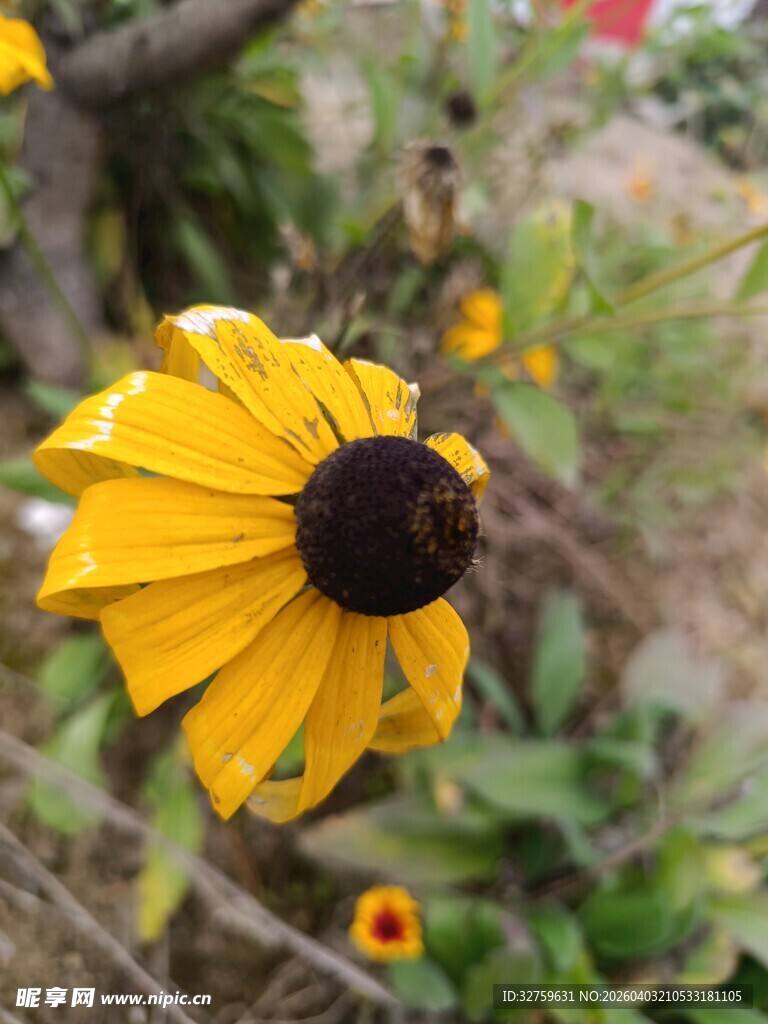 黄色黑心菊特写