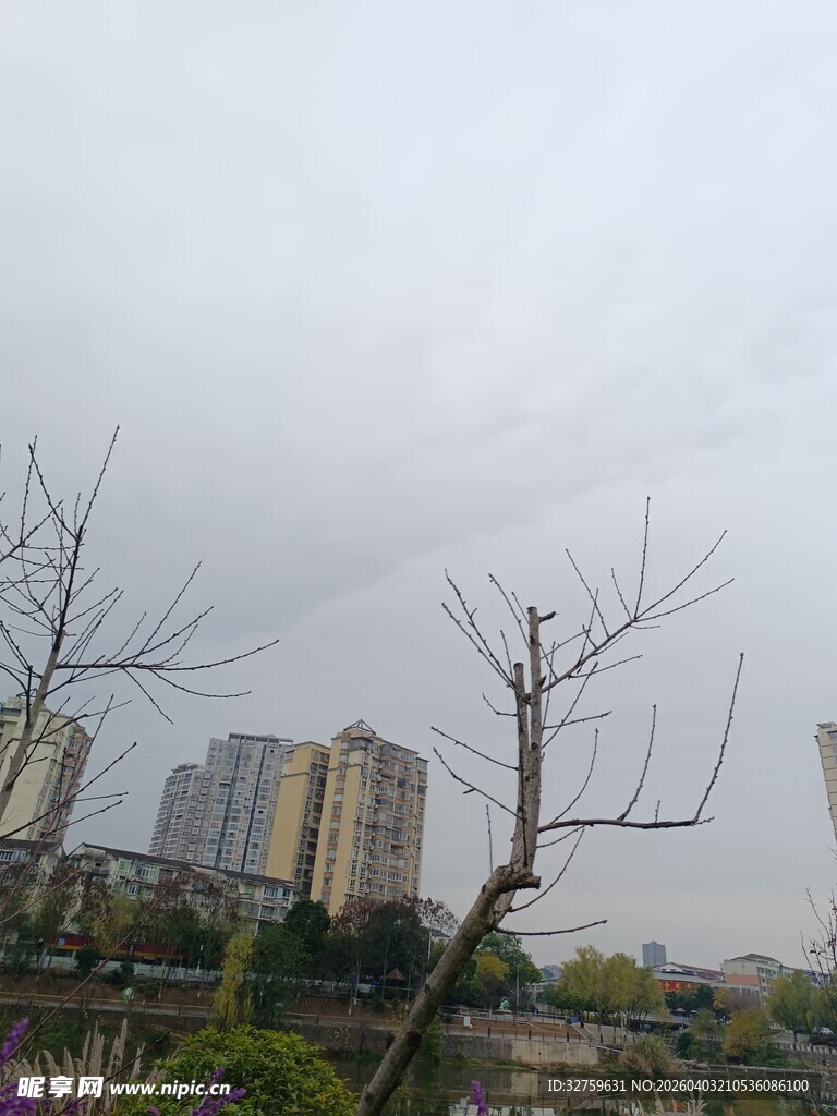 城市中光秃树木与高楼景象