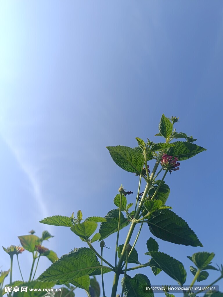 阳光下的翠绿植物
