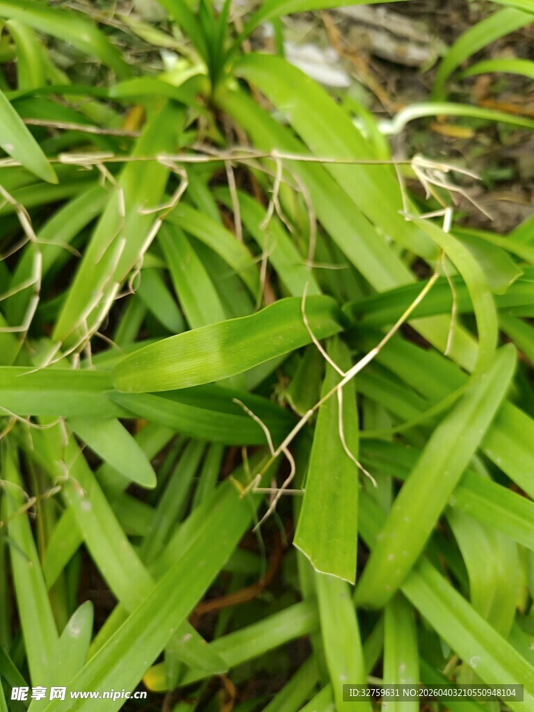 翠绿茂盛的野草