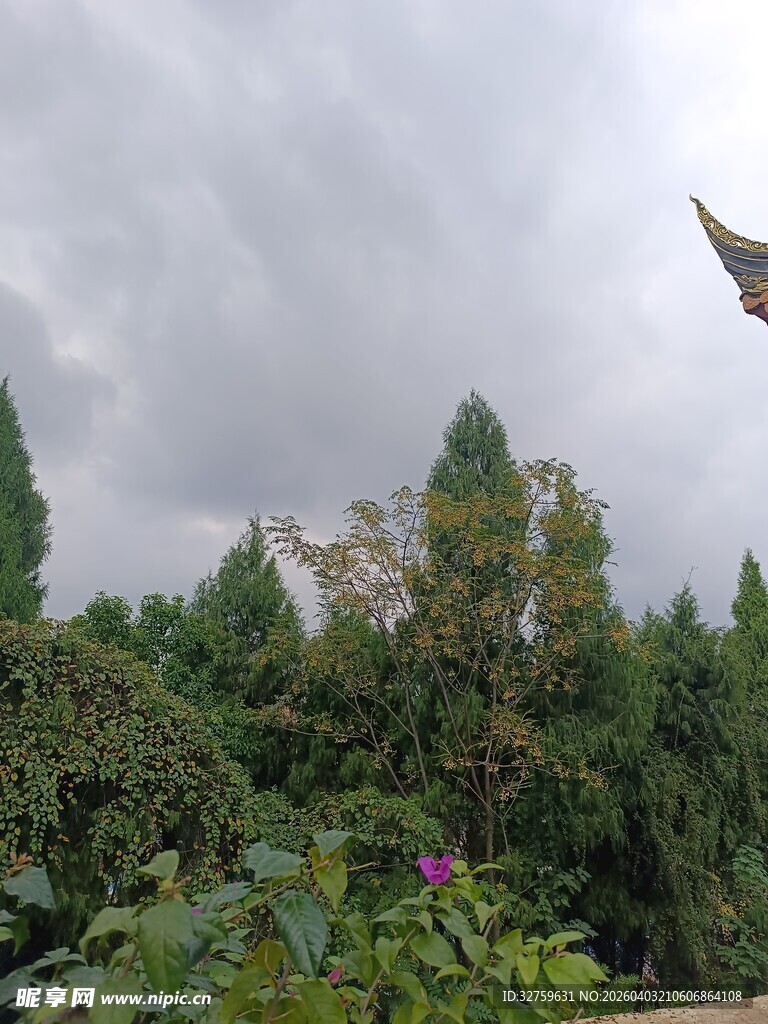 云雾中葱郁山林景色