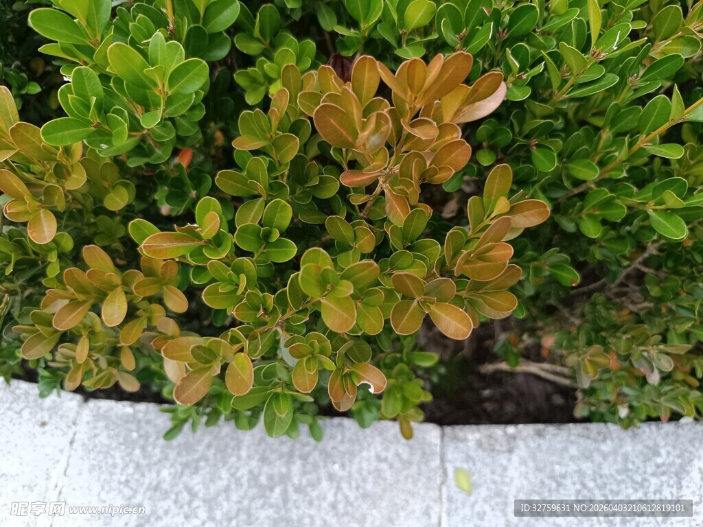 多彩叶片植物特写