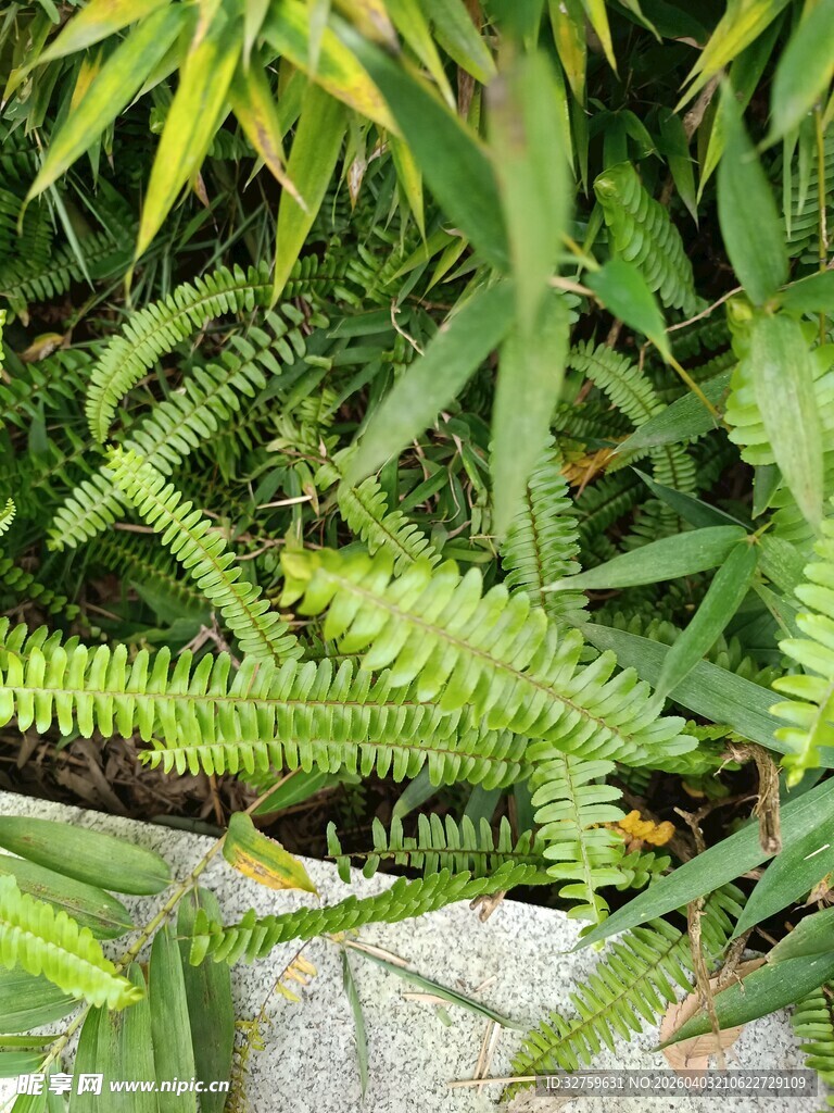 翠绿蕨类植物生机满满