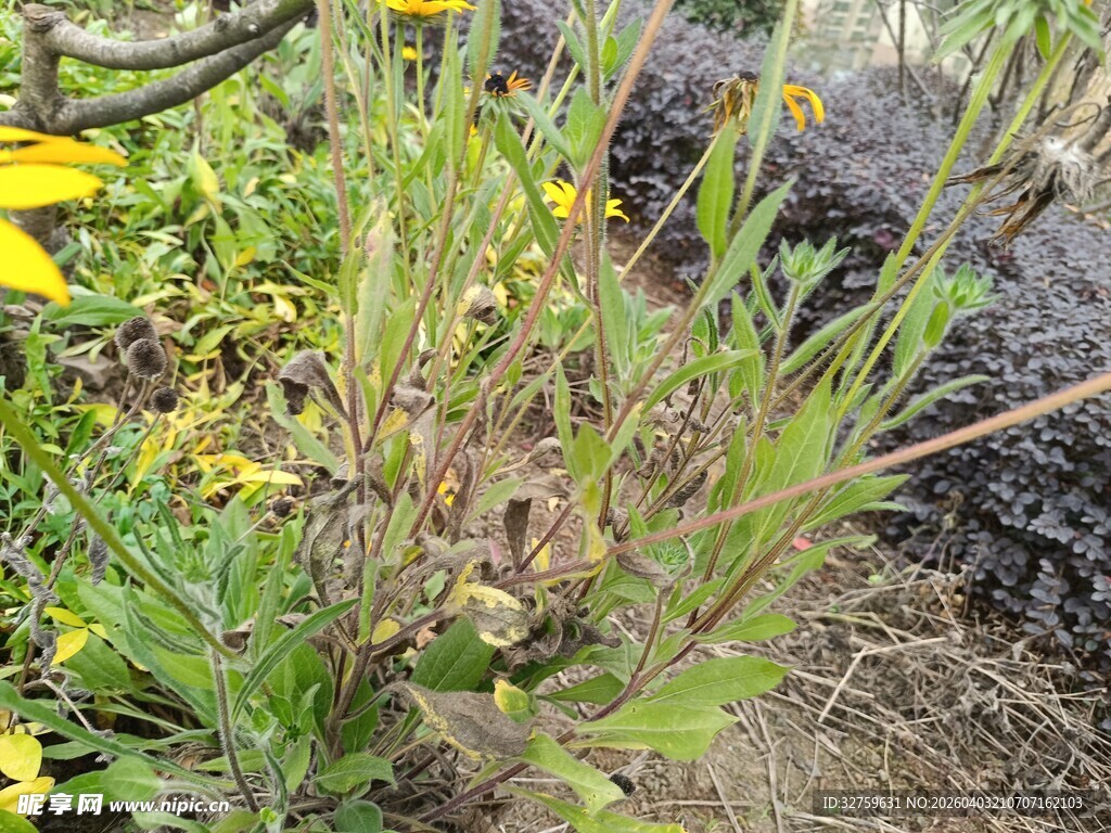 花园中的绿植与多彩花卉