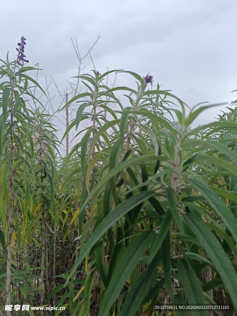 田野中的高大绿色植物