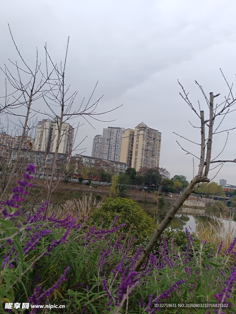 城市河畔紫色花卉景观