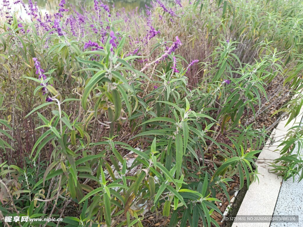 路边繁茂的紫色野花