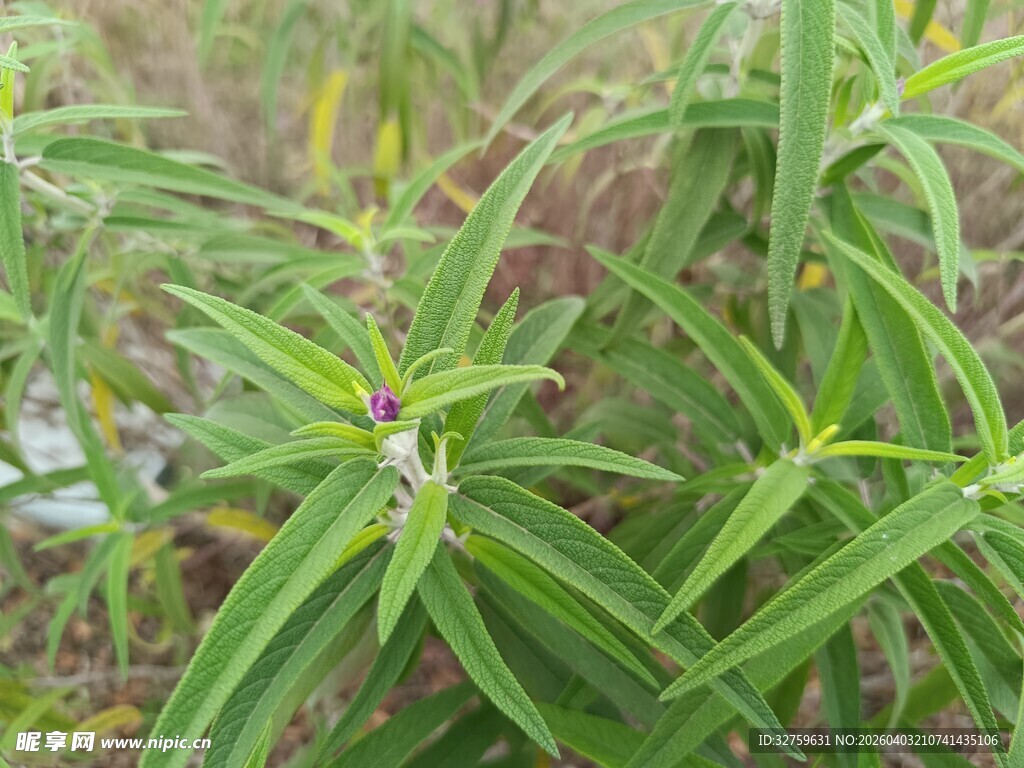 翠绿细长叶片的植物