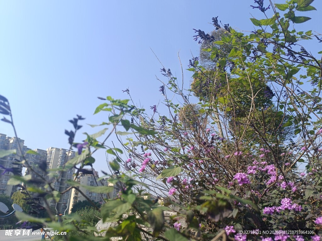 户外繁茂花草与蓝天景色