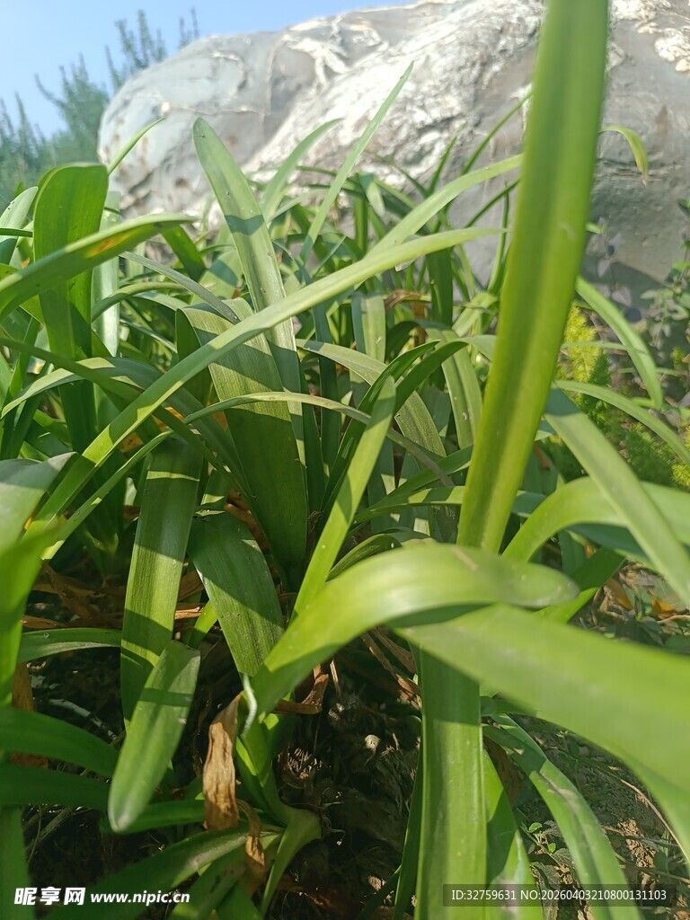翠绿葱郁的田间植物
