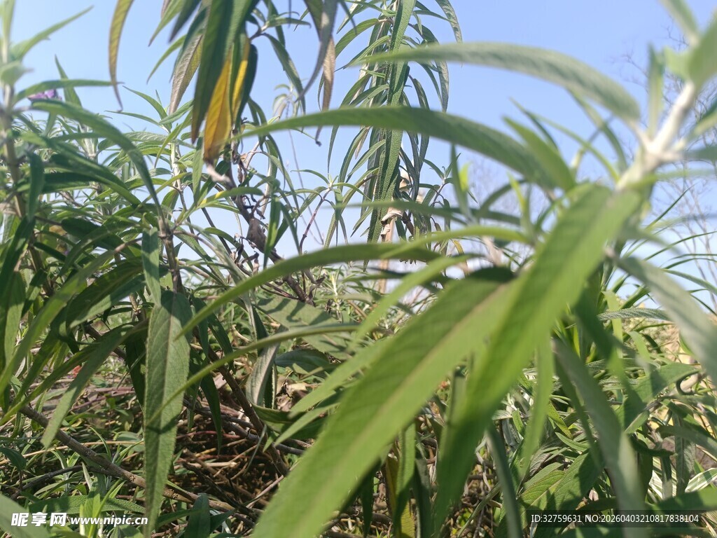 翠绿植物枝叶特写