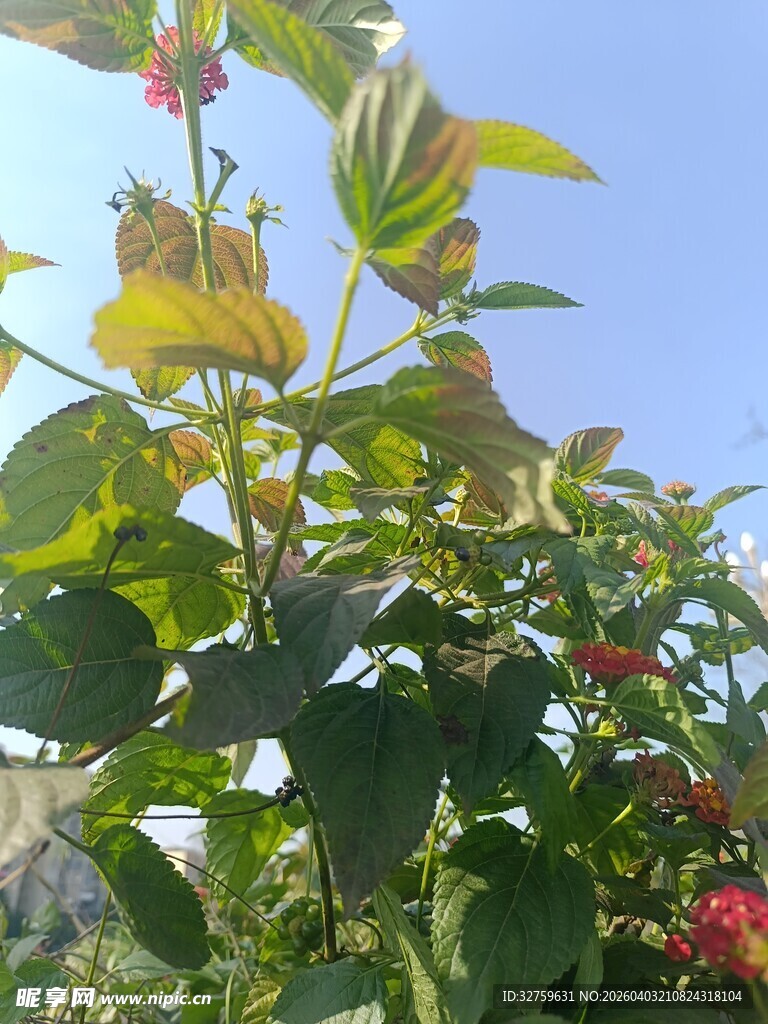 绿叶间的娇艳红色果实