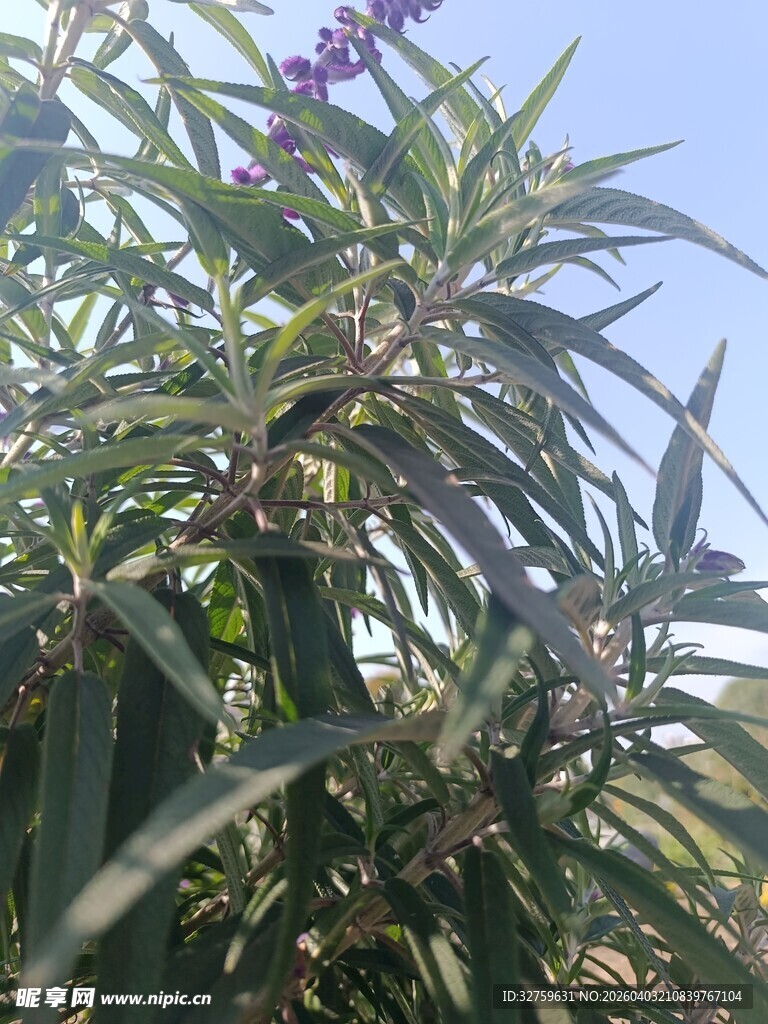 绿叶紫果的植物特写