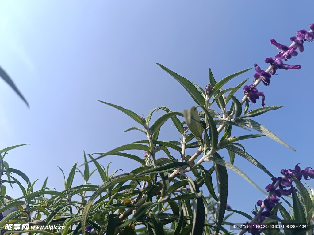 蓝天映衬下的紫色花卉