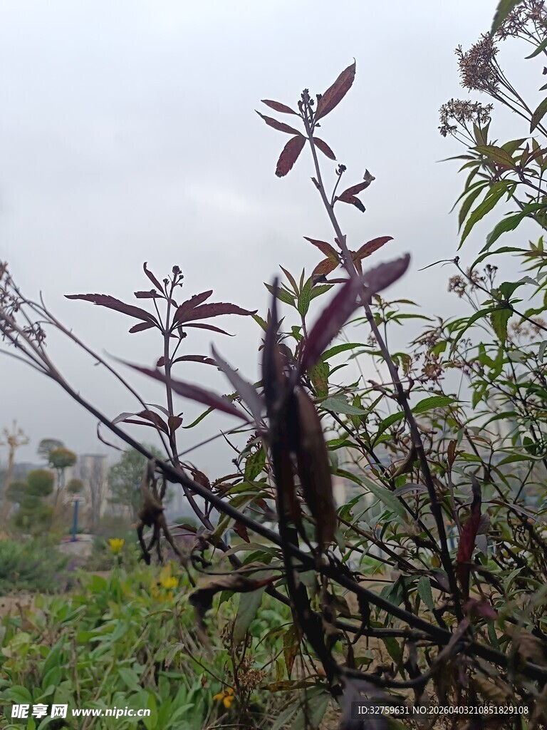 紫叶植物特写