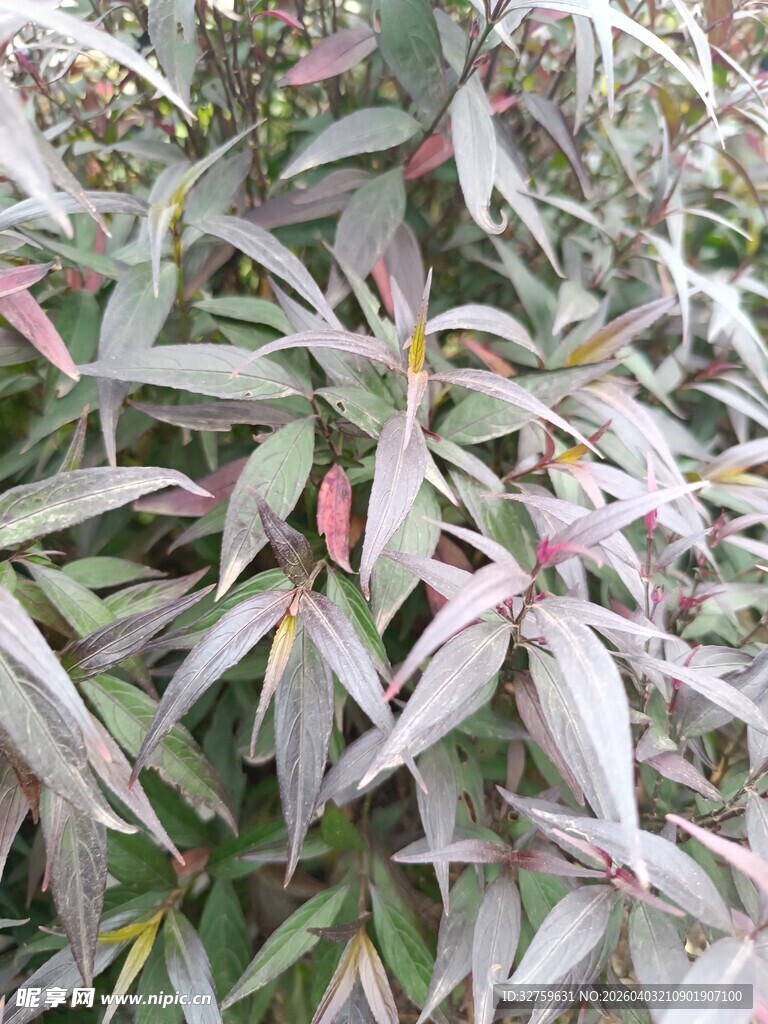 银叶植物特写