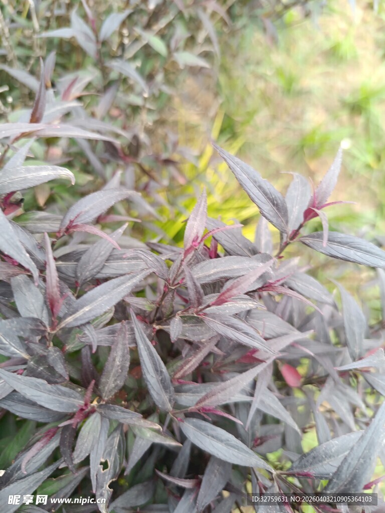 紫叶植物特写