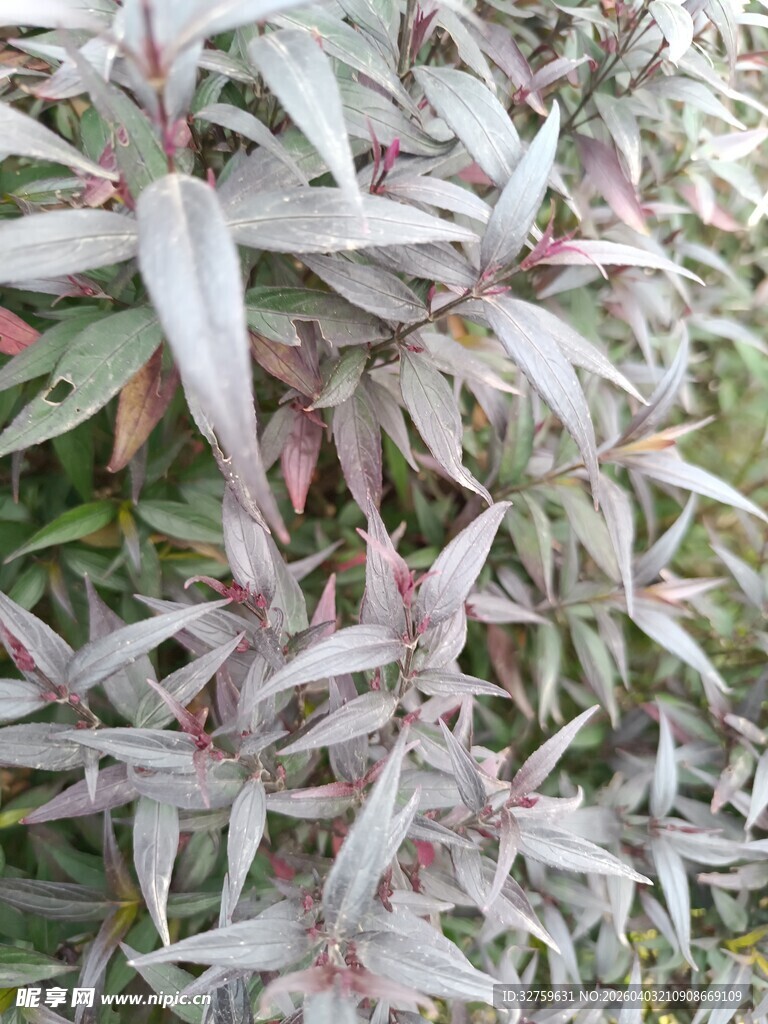 银边彩叶植物特写