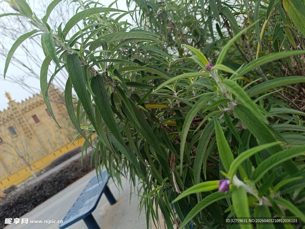 翠绿植物生机盎然