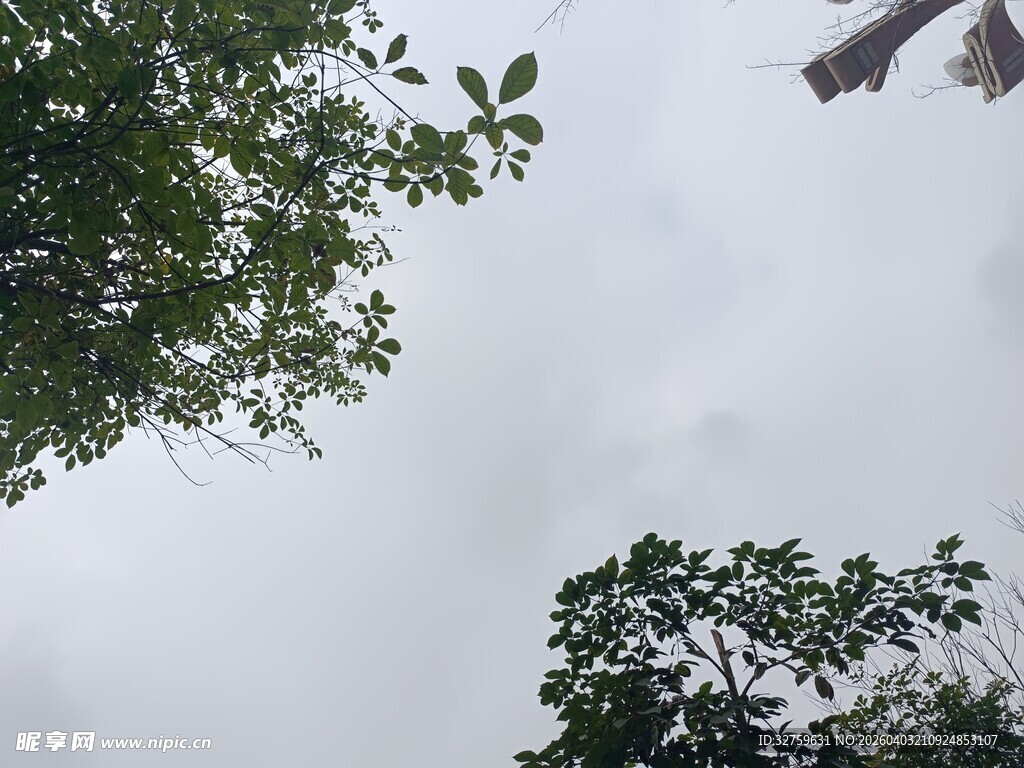 仰视天空中的绿树