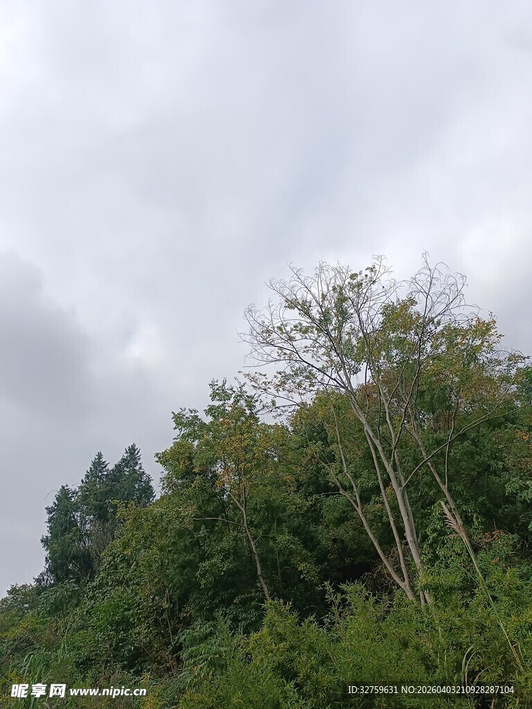 阴天中的葱郁树林