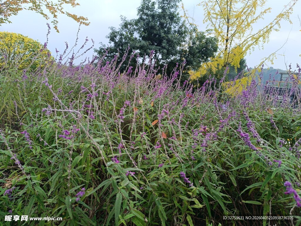野外繁茂的紫色花草景观