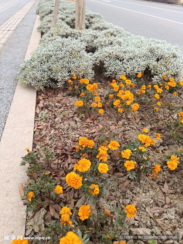 路边绽放的鲜艳黄色小花