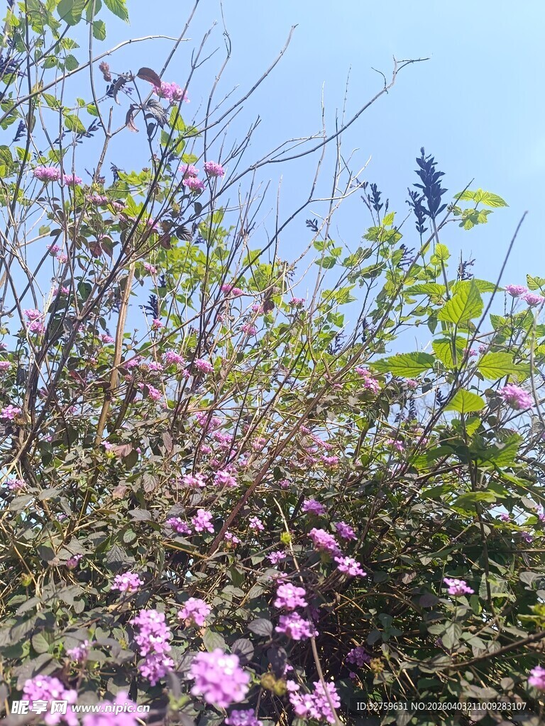 春日繁花盛开的烂漫景象