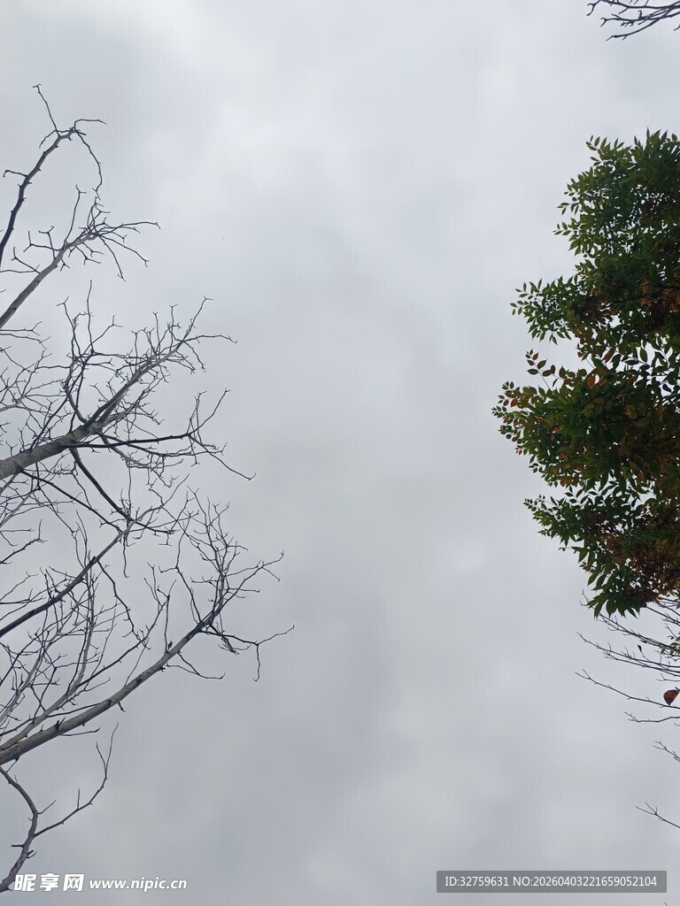 枯树与绿树的天空景象