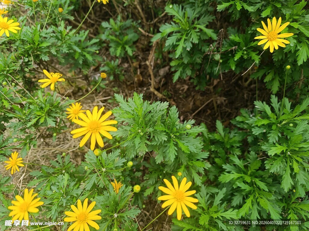 黄色小花绽放于绿叶间