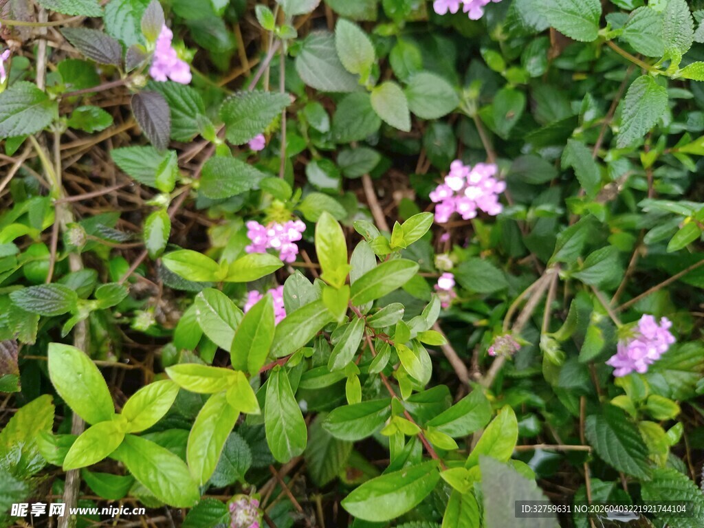绿叶丛中的粉色小花