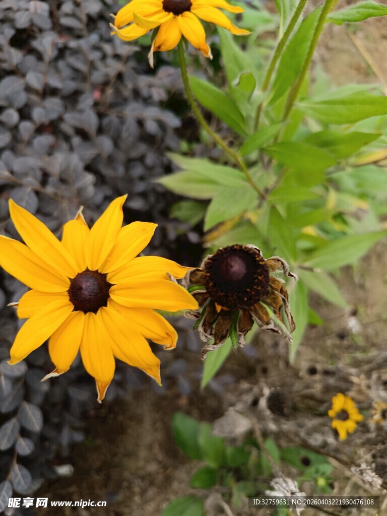 黄色黑心菊花特写