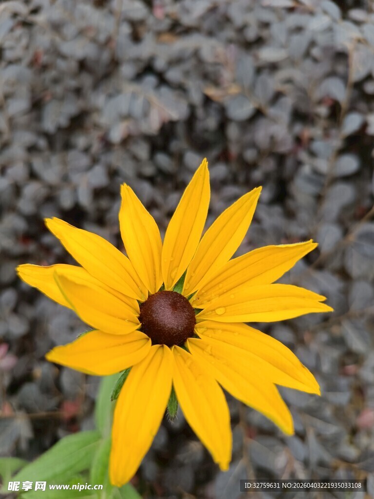 黄色黑心菊特写