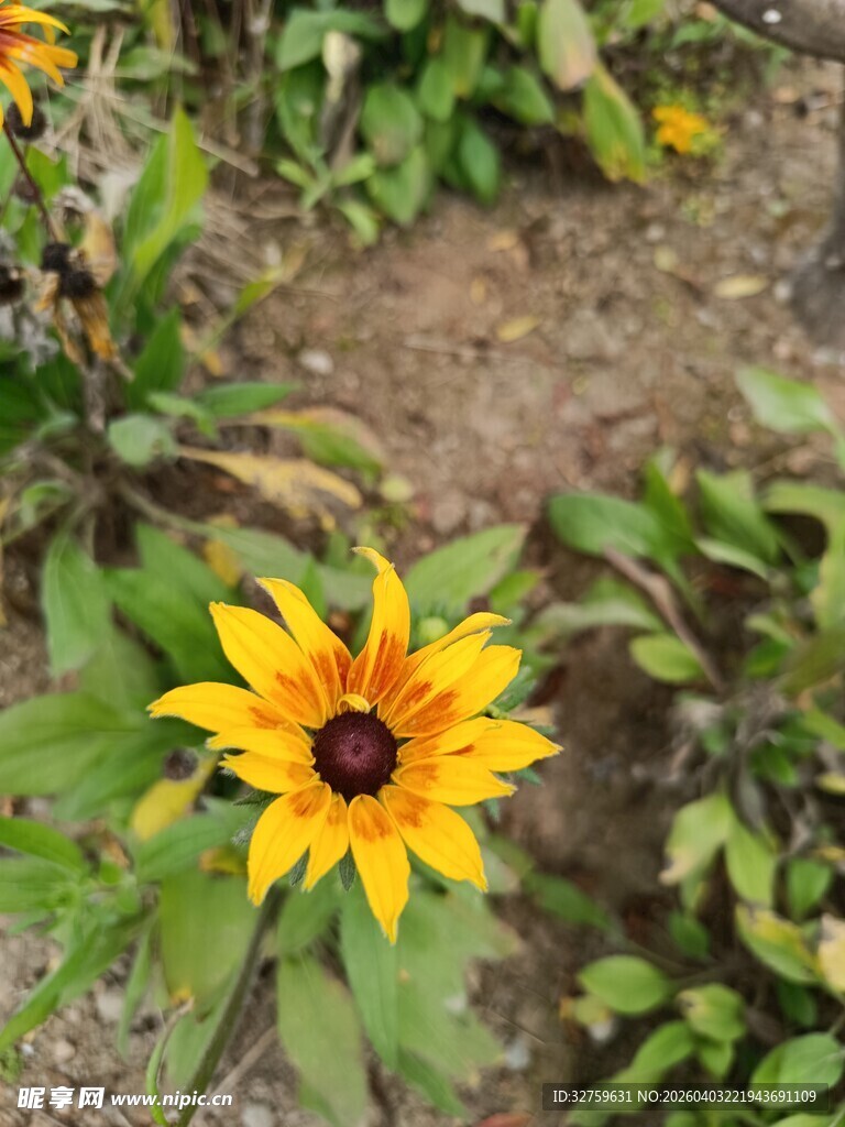 黄色黑心菊绽放于泥土间