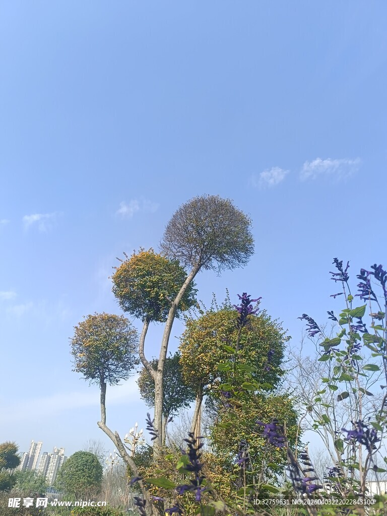 蓝天下的球状花卉景观