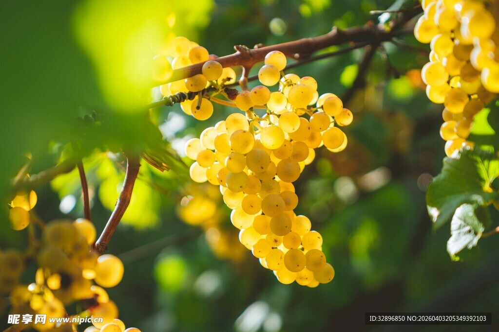 金黄葡萄挂枝头